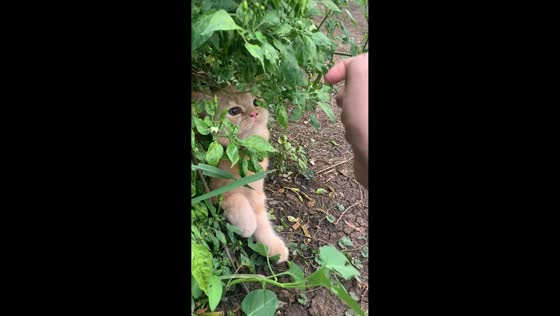 Cat surprises owner while hiding behind a plant in Subang, Indonesia