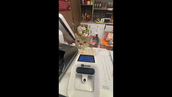 Curious kitten peeks over mini grocery counter in China