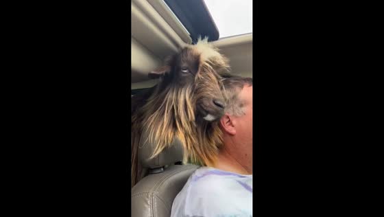 Goat enjoys car ride while looking out of sunroof in Wichita, Kansas, USA