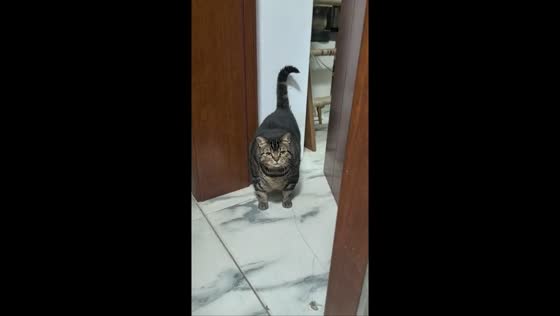 Chubby tabby squeezes through narrow door in Zhejiang, China