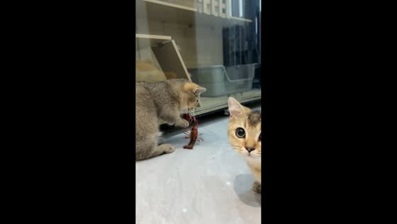 Lobster clamps onto curious cat’s mouth during play in Zhejiang, China