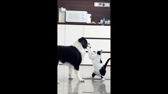 Cheeky cat repeatedly slaps dog in Shandong, China
