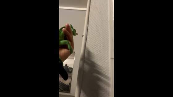 Chameleon enjoys a quick snack in Belfort, France