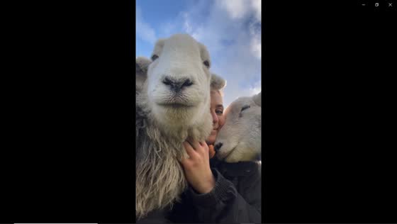 Rescued lambs find comfort in human care: Rabbit and Bandi enjoying life in the Lake District