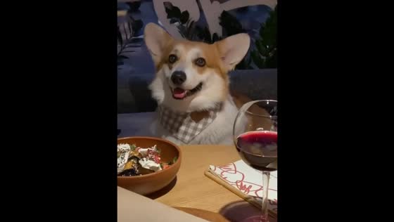Corgi Rick, food blogger dog, charms viewers in Saint Petersburg, Russia