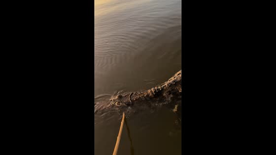 Crocodile lunges after appearing dead in river in Floresta do Araguaia, Brazil