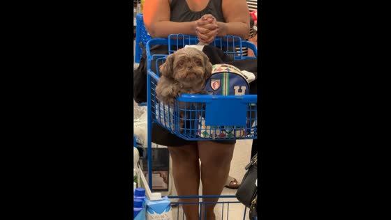 Shih Tzu relaxes in shopping cart while waiting in line in Nashville, Tennessee, USA