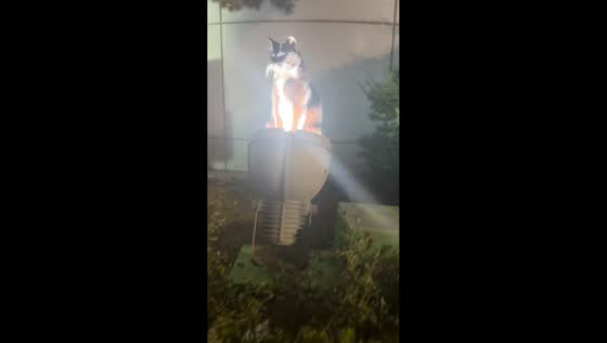Cat perches on glowing lamp outside Incheon building, South Korea