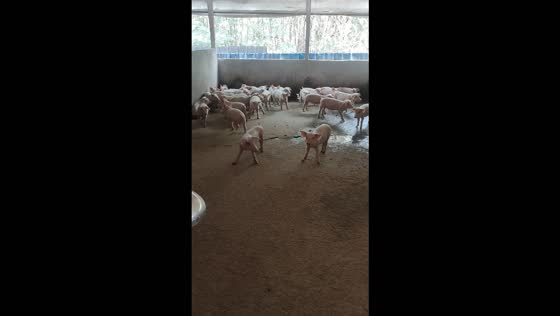 Piglets show off their impressive freezing skills in Guilin, China