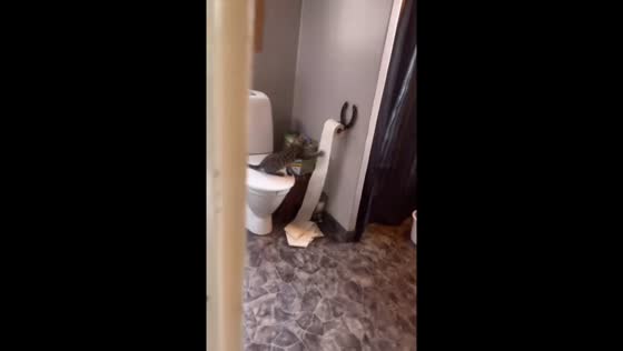 Cat rolls out toilet paper in Norway