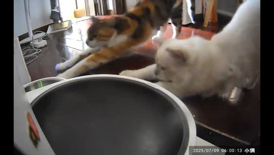 Two cats stretch in sync before feeding in Shanghai, China