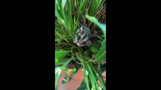 Sugar glider found hiding inside potted plant in Melbourne, Australia