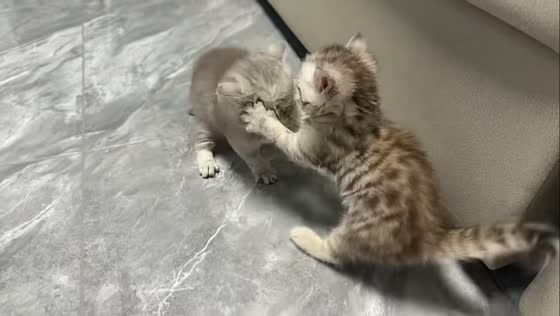 Playful kittens startled by loud noise in Henan, China
