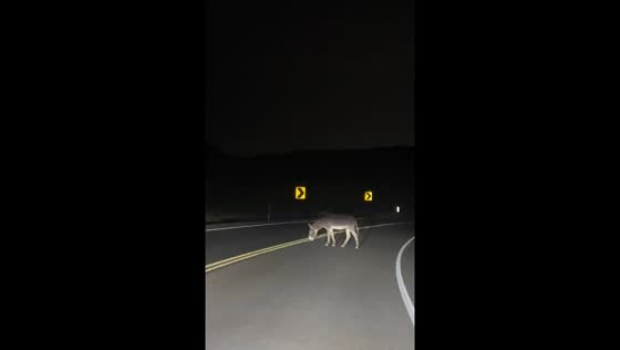 Donkey crosses road at night in Las Vegas, USA