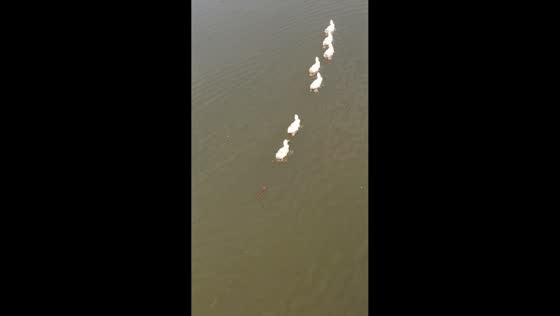 Fish follows line of ducks in Sichuan, China