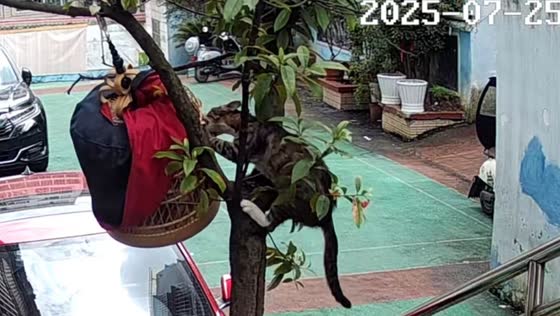 Cat climbs tree and pulls bird from cage in Guizhou, China