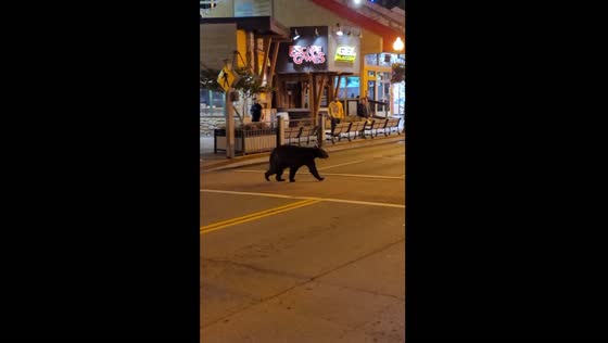 Black bear uses crosswalk in Gatlinburg, Tennessee