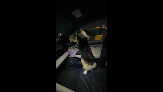 Corgi tumbles during car ride in Guangdong, China