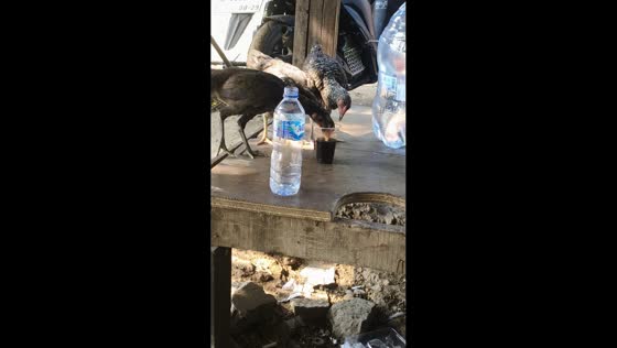 Chickens take turns sipping coffee in Cilegon, Indonesia