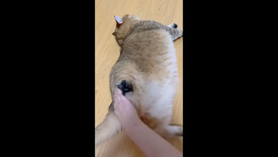 Chubby cat rolls away in irritation in Shanghai, China