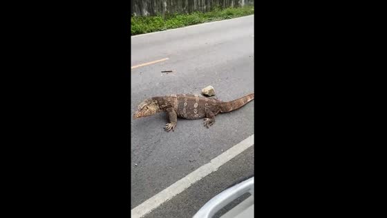 Komodo dragon causes traffic jam in Thailand