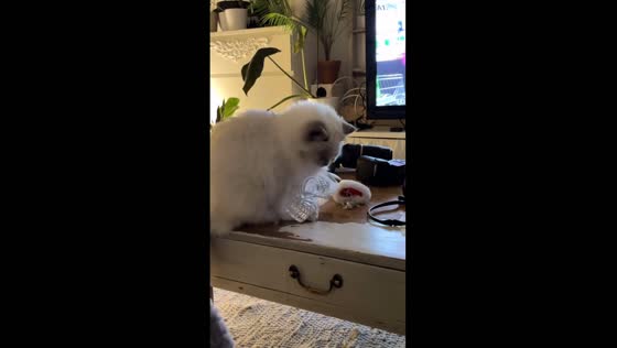Playful mishap: Semla the cat's quirky attempt at water exploration