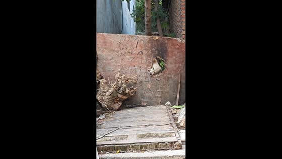  Dog attempts 'prison break' by chewing through board in Anhui, China