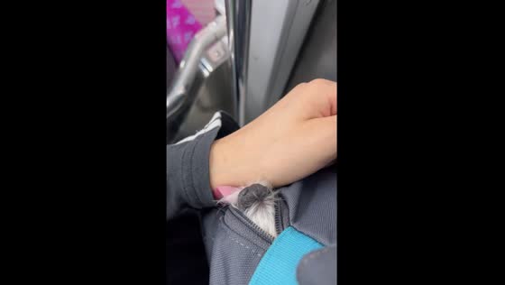 Dog in a bag licks owner's arm in subway