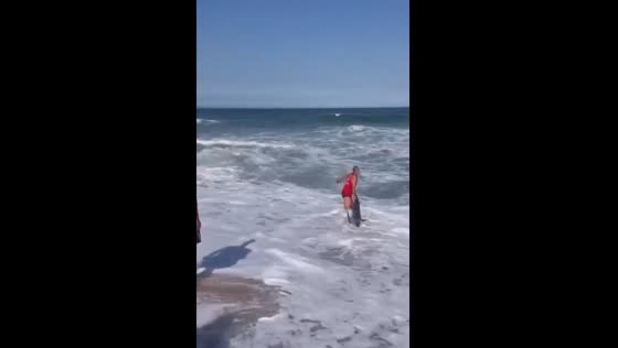 Local guard's heroic efforts save stranded dolphin at Recreio Beach