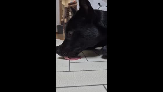 Korean Jindo dog adorably sticks out tongue in Anyang, South Korea