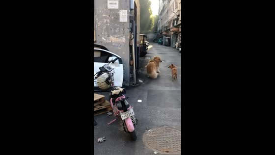 Playful golden retriever startled after bumping into parked bike in Shandong, China