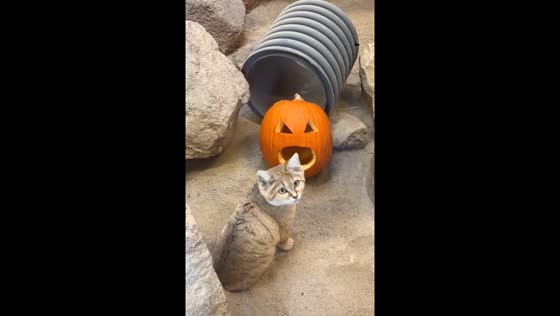 Sand cat Simba enjoys Halloween-themed lunch at Zoo Boise