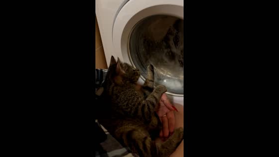 Curious cat Tolik: laundry day fascination