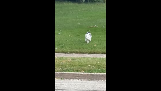 Friendly neighborhood cat sprints across street in Chicago Heights, Illinois, USA