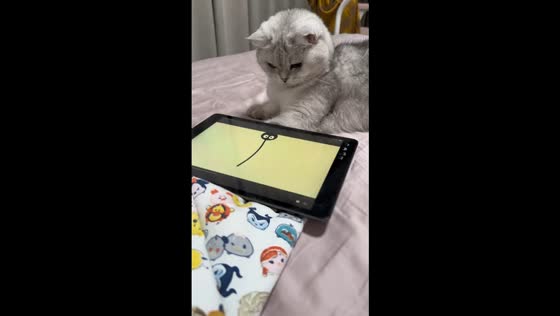 Cat plays mouse chase game on tablet in Anhui, China