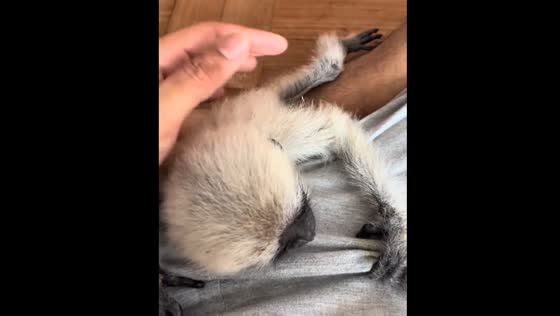 Little gibbon named Do Do attaches to owner in Yangon