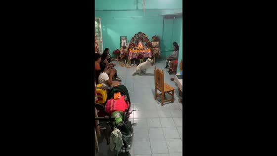 Dancing canine delight: Analco family celebrates day of the dead in Chilpancingo, Guerrero