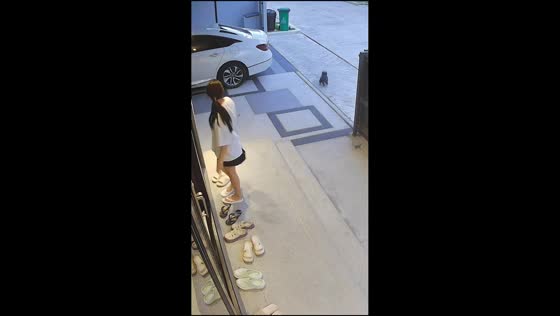 Dog escapes from a house in Bangkok, Thailand
