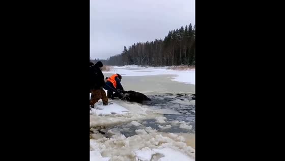 Rescuers free stranded moose from Lake Ploskoe in Tver Region