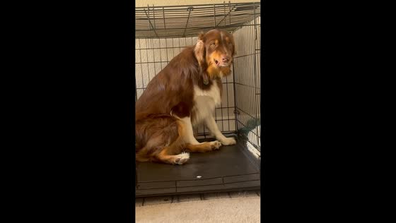 Dog appears guilty while sitting in cage in Calabasas, California, USA