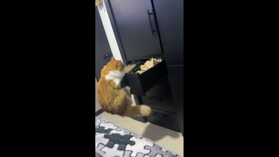 Playful cats turn dresser drawer into playground in Pasto, Colombia