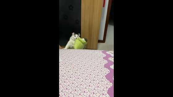 Cat falls while trying to bring plush toy onto bed in Heilongjiang, China
