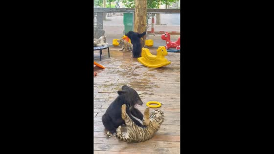 Bear and tiger cubs play together at zoo in Henan, China