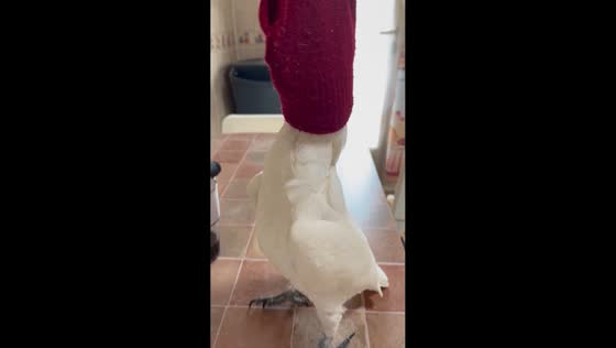 Cockatoo gets head stuck in glove while playing in Ugena, Toledo, Spain