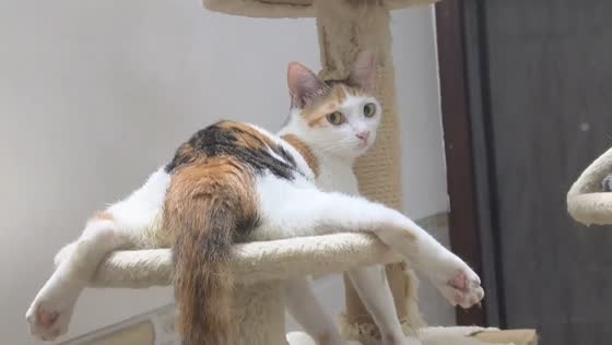 Cat lounges with splayed legs on cat tower in Guangxi, China