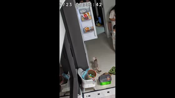 Cat sneaks into open refrigerator while people are distracted in Jiangsu, China