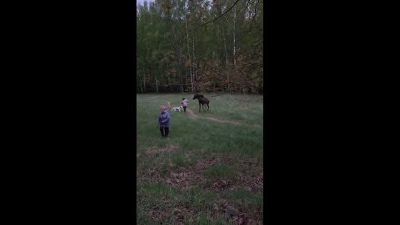 Moose chases dogs and owners in Moscow's Losiny Ostrov National Park