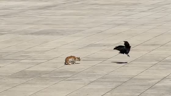 Crow persistently teases cat before finally flying away in Shandong, China