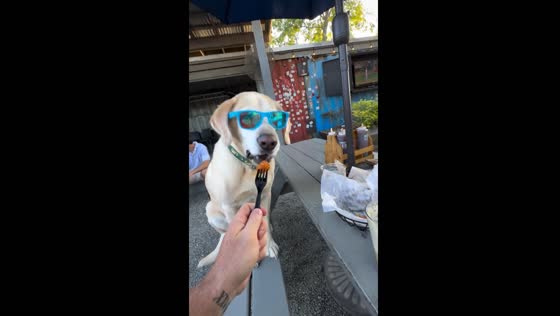 Dog in sunglasses refuses juice, eats forked food in Charleston
