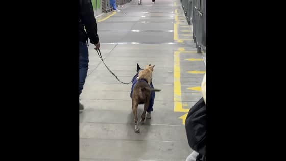 Dog carries cat on its back in Bogota, Colombia
